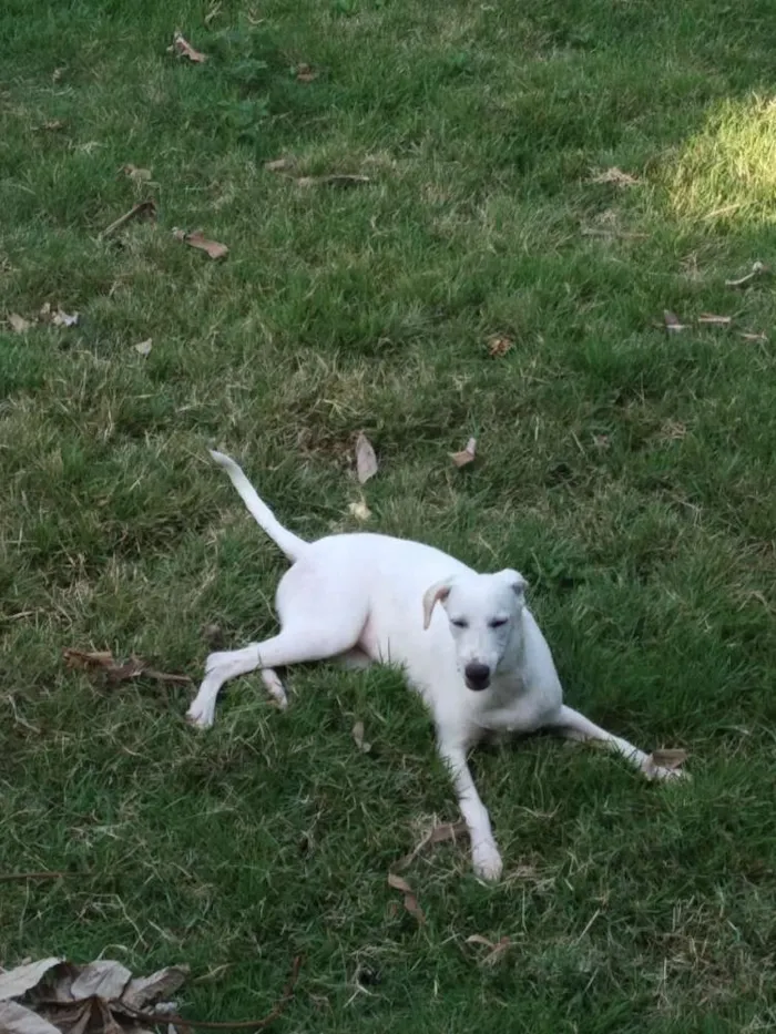 Cachorro raça SRD idade 7 a 11 meses nome Kiara