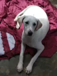 Kiara