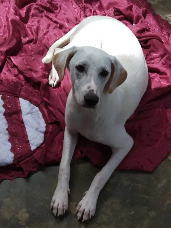 Cachorro raça SRD idade 7 a 11 meses nome Kiara