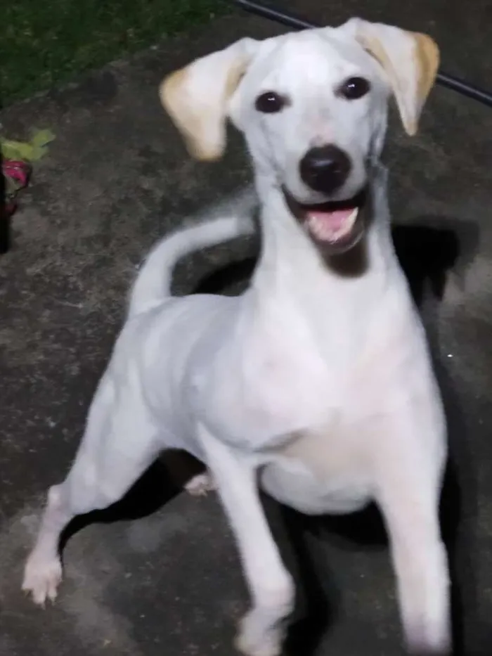 Cachorro raça SRD idade 7 a 11 meses nome Kiara