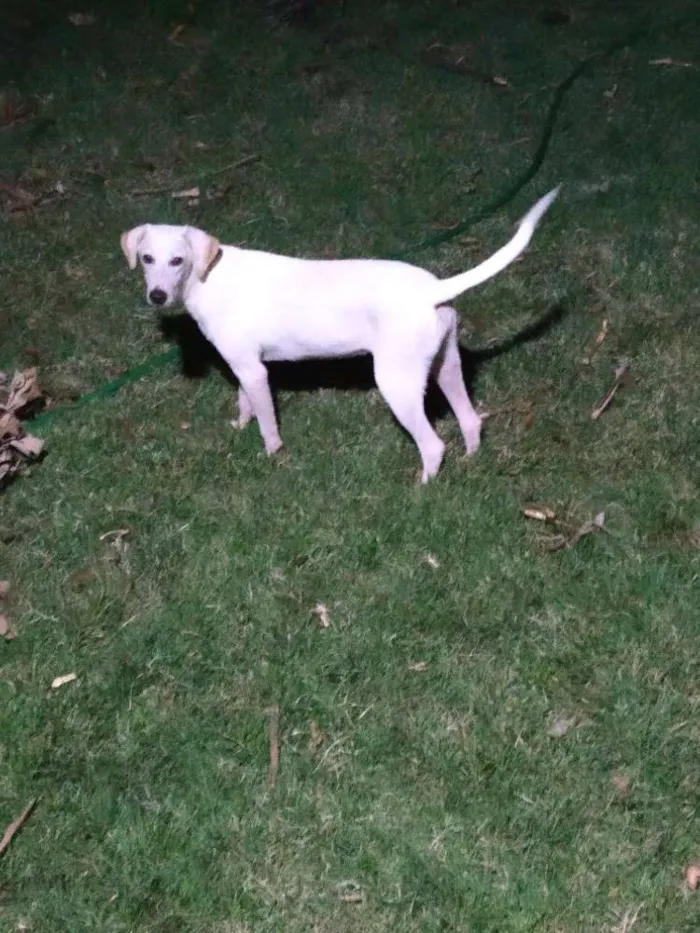 Cachorro raça SRD idade 7 a 11 meses nome Kiara