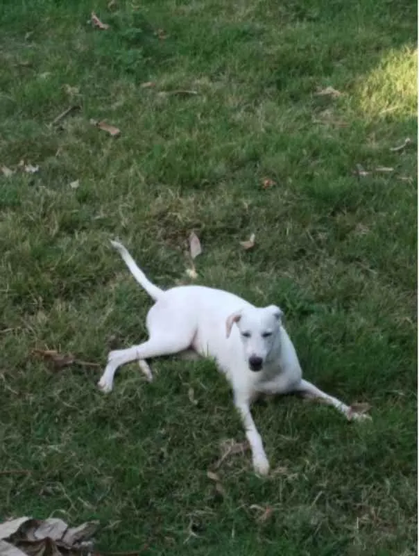 Cachorro raça SRD idade 7 a 11 meses nome Kiara