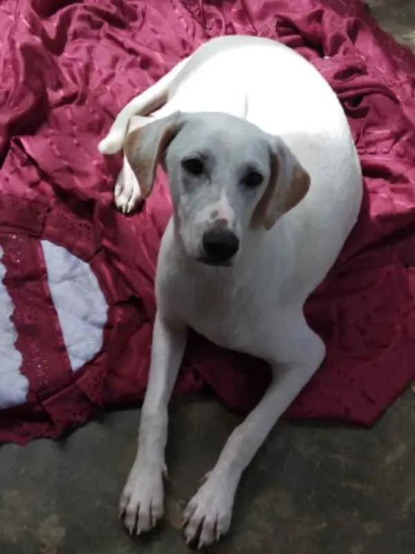 Cachorro raça SRD idade 7 a 11 meses nome Kiara
