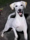 Kiara