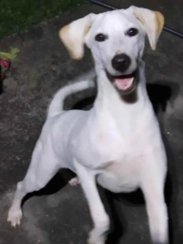 Cachorro raça SRD idade 7 a 11 meses nome Kiara