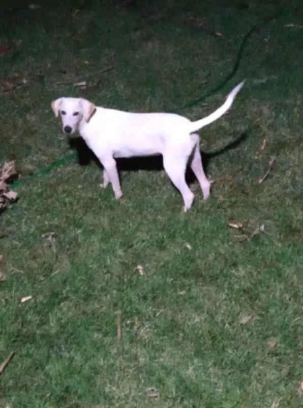 Cachorro raça SRD idade 7 a 11 meses nome Kiara