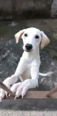 Kiara