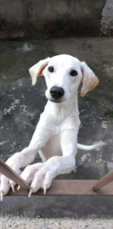 Cachorro raça SRD idade 7 a 11 meses nome Kiara