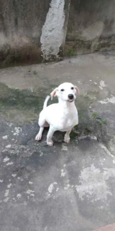Cachorro raça SRD idade 7 a 11 meses nome Kiara