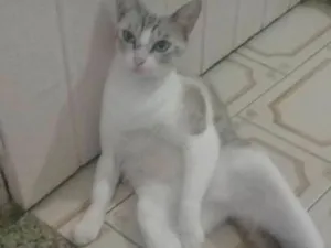 Gato raça Indefinida idade 3 anos nome Lilica