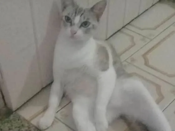 Gato ra a Indefinida idade 3 anos nome Lilica