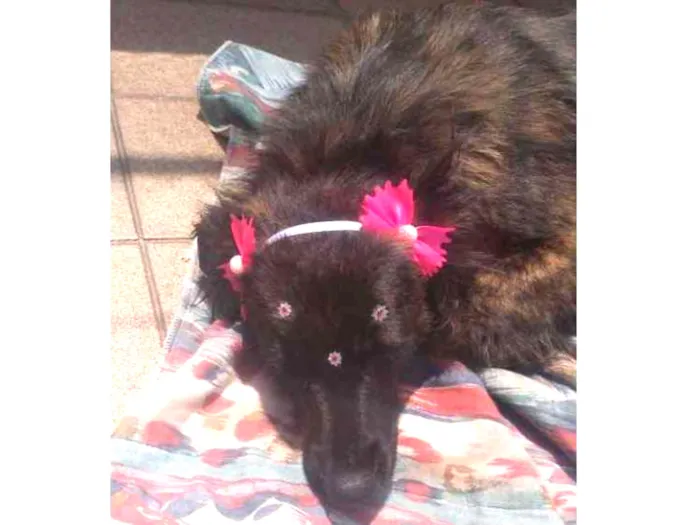 Cachorro ra a Vira lata idade 2 anos nome Xuxa