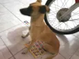 Cacau