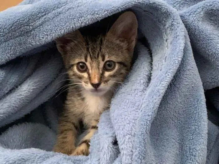 Gato ra a Srd idade Abaixo de 2 meses nome Princesa Valente 