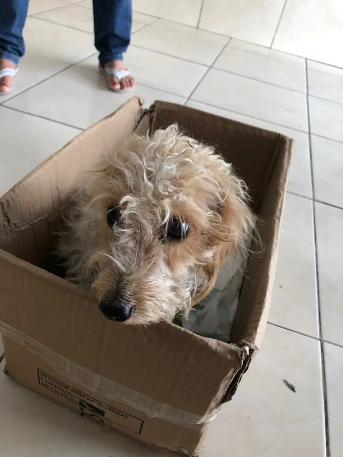 Cachorro ra a Srd idade 7 a 11 meses nome Nik