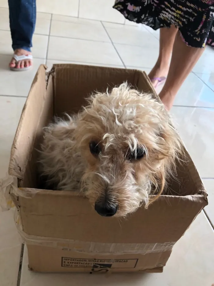 Cachorro ra a Srd idade 7 a 11 meses nome Nik