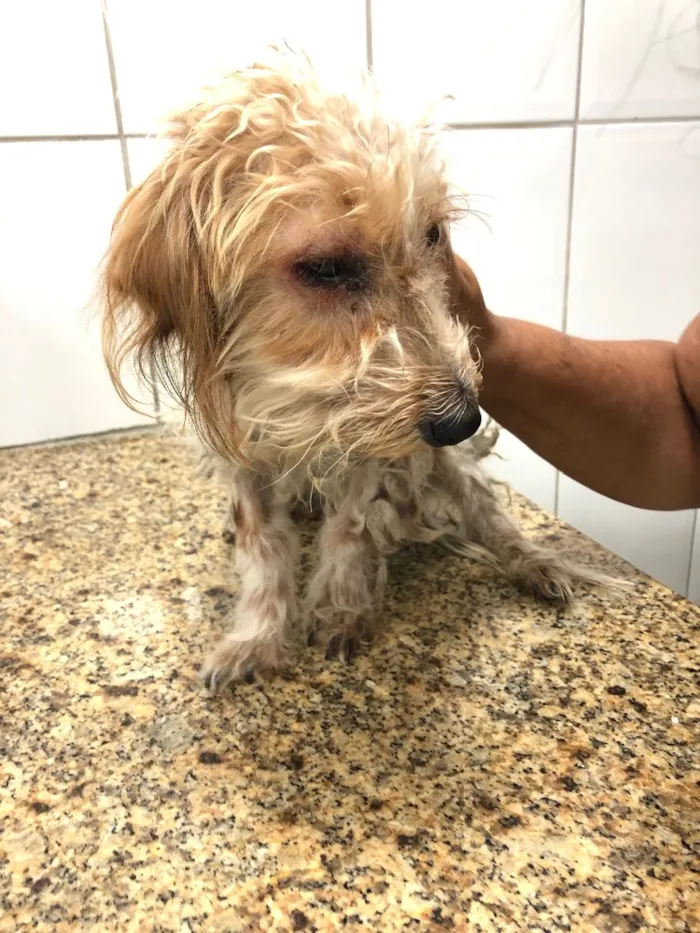 Cachorro ra a Srd idade 7 a 11 meses nome Nik