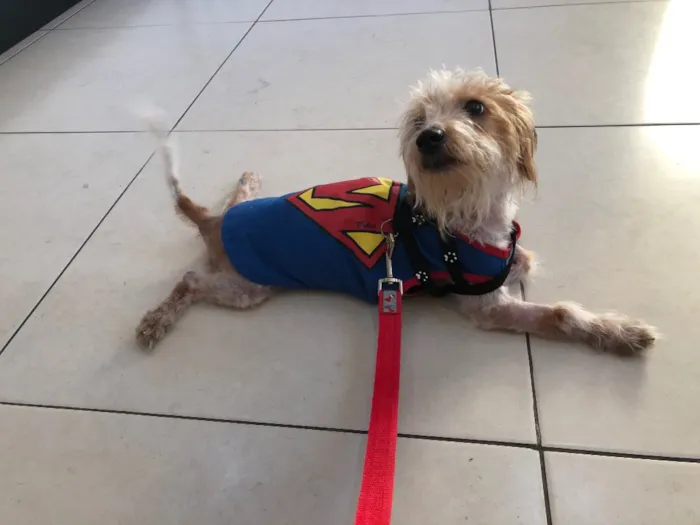 Cachorro ra a Srd idade 7 a 11 meses nome Nik