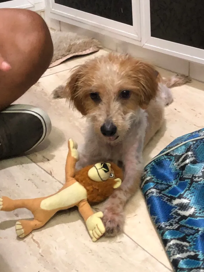 Cachorro ra a Srd idade 7 a 11 meses nome Nik