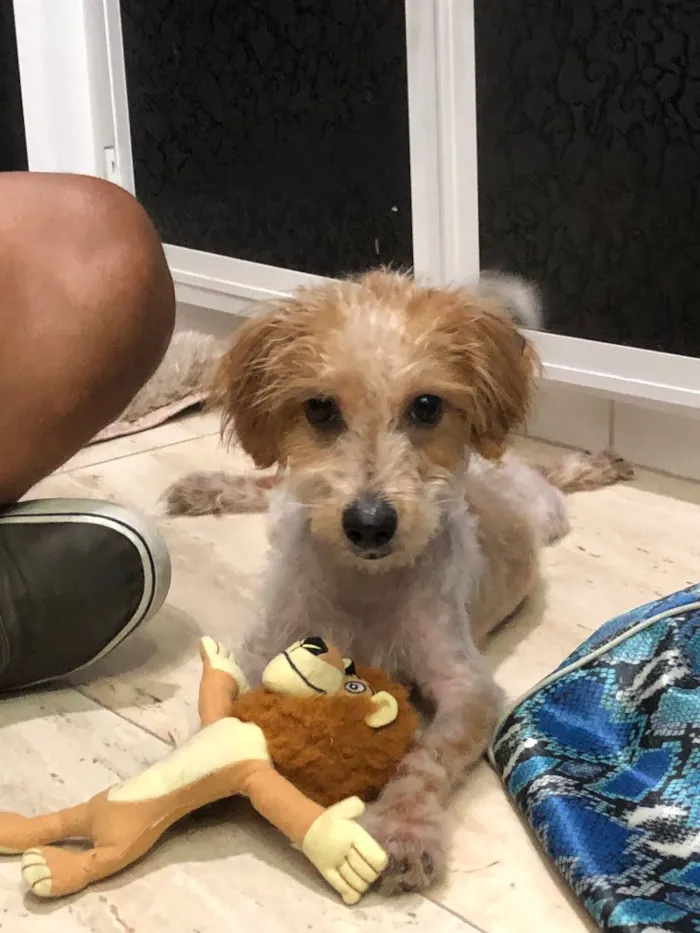 Cachorro ra a Srd idade 7 a 11 meses nome Nik
