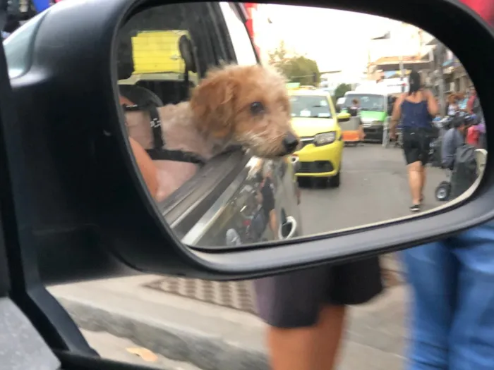 Cachorro ra a Srd idade 7 a 11 meses nome Nik