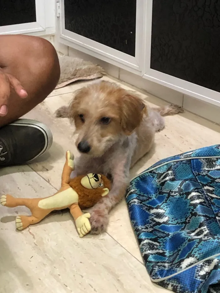 Cachorro ra a Srd idade 7 a 11 meses nome Nik