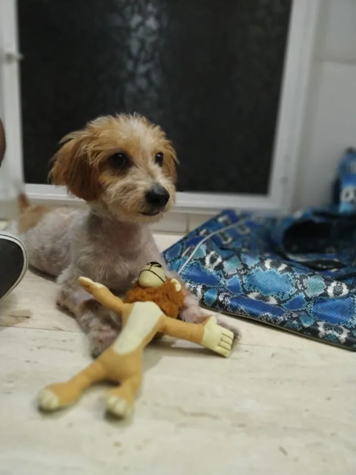 Cachorro ra a Srd idade 7 a 11 meses nome Nik