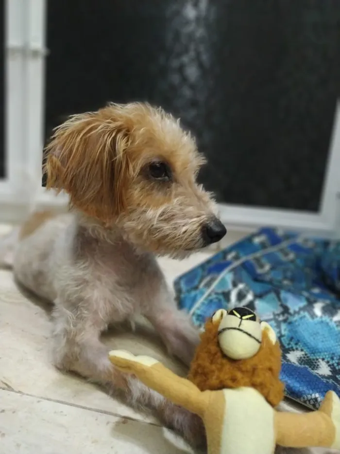 Cachorro ra a Srd idade 7 a 11 meses nome Nik