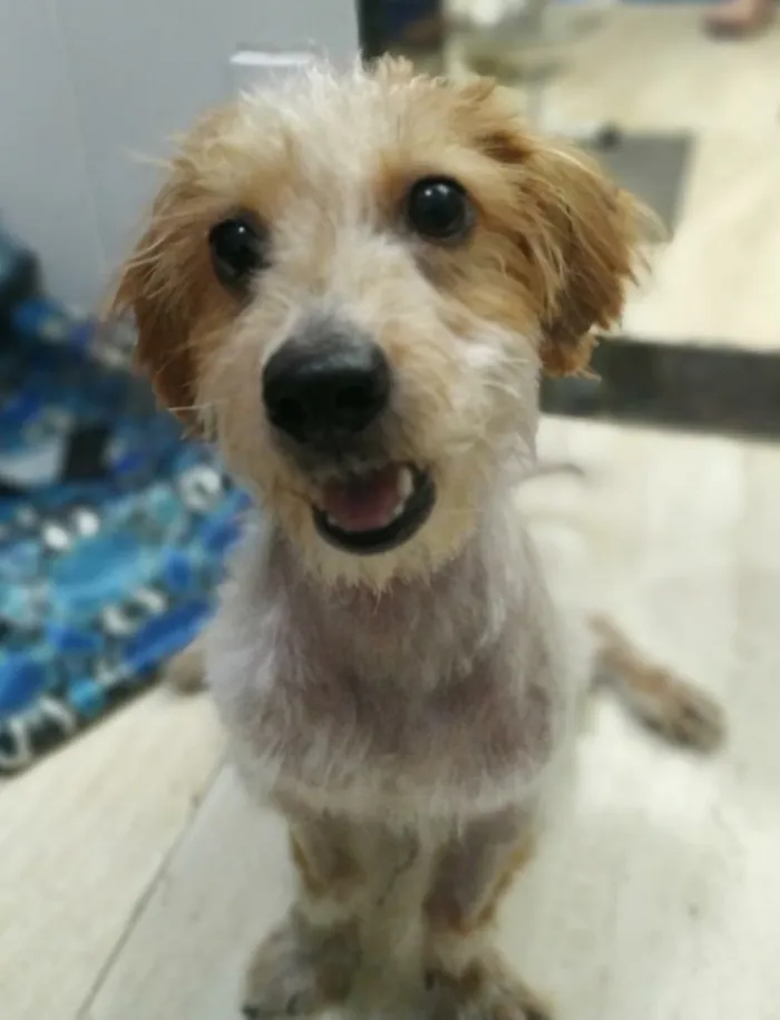 Cachorro ra a Srd idade 7 a 11 meses nome Nik