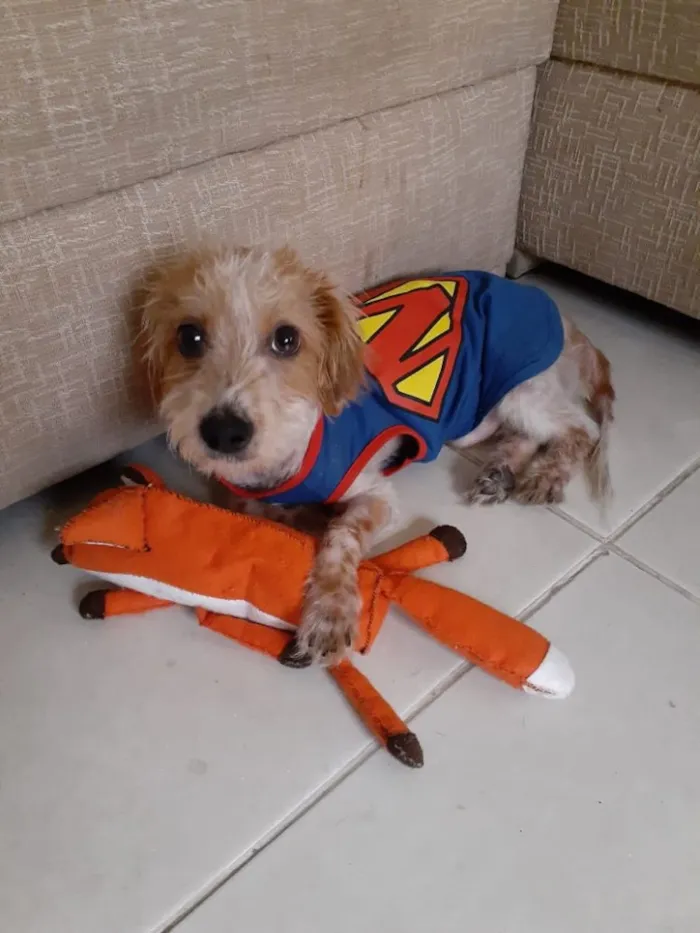 Cachorro ra a Srd idade 7 a 11 meses nome Nik