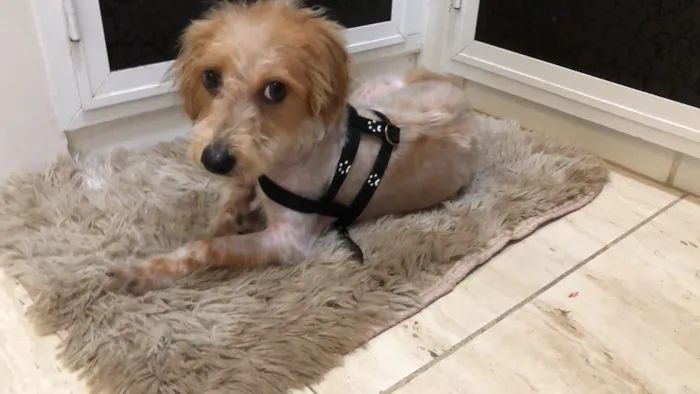 Cachorro ra a Srd idade 7 a 11 meses nome Nik