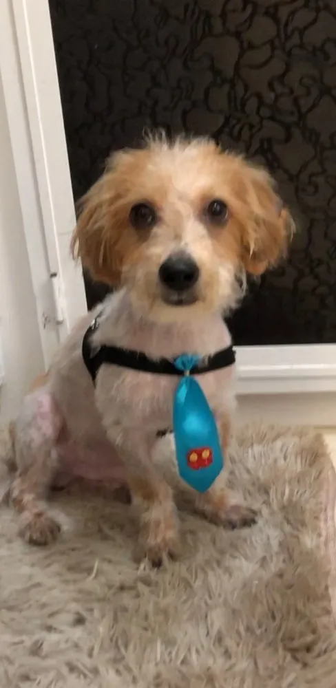 Cachorro ra a Srd idade 7 a 11 meses nome Nik