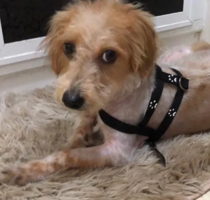 Cachorro ra a Srd idade 7 a 11 meses nome Nik