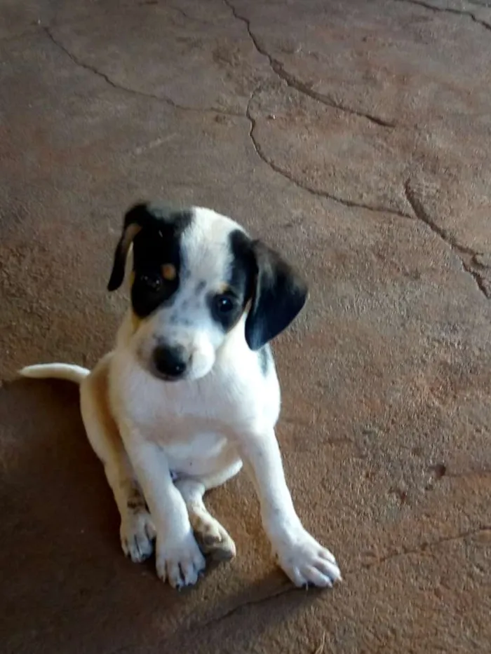 Cachorro ra a  idade Abaixo de 2 meses nome Não coloquei nome