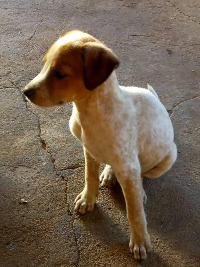 Cachorro ra a Vira lata idade Abaixo de 2 meses nome Rex