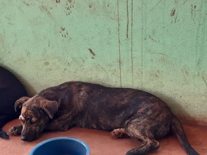 Cachorro ra a Vira lata idade 2 a 6 meses nome Charmosa