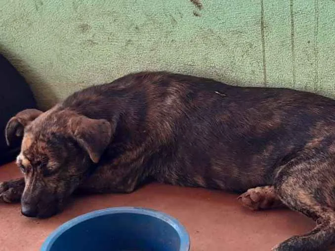 Cachorro ra a Vira lata idade 2 a 6 meses nome Charmosa