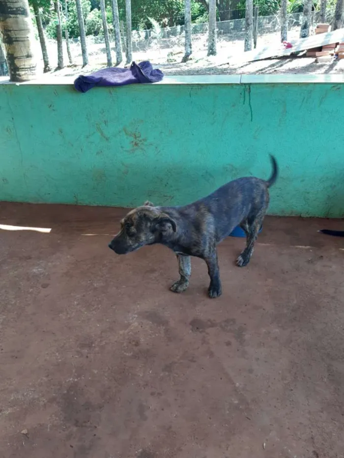 Cachorro ra a Vira lata idade 2 a 6 meses nome Charmosa