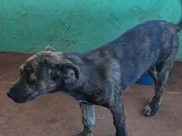Cachorro ra a Vira lata idade 2 a 6 meses nome Charmosa