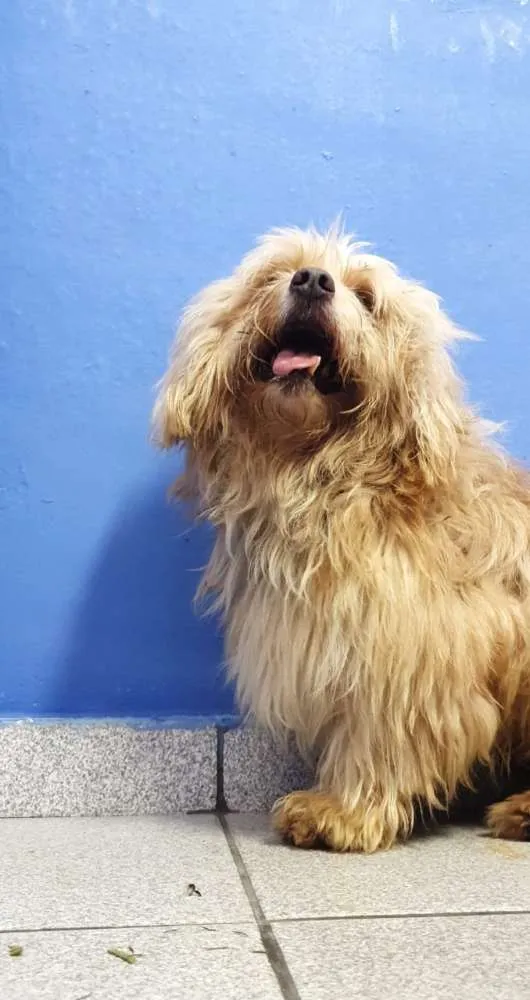 Cachorro ra a Indefinida idade 6 ou mais anos nome Théo 
