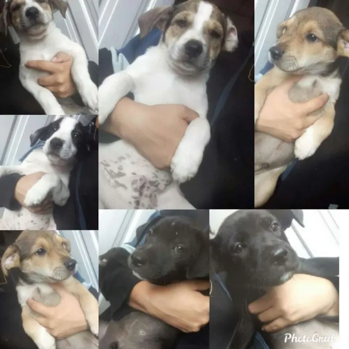 Cachorro ra a Vira lata com pitbull  idade 2 a 6 meses nome Não tem nome