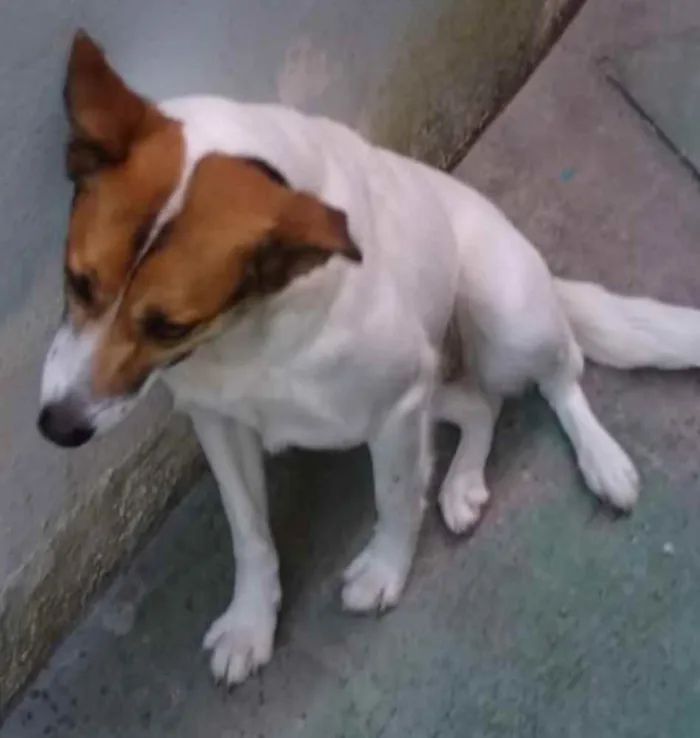 Cachorro raça  idade 2 anos nome Panda