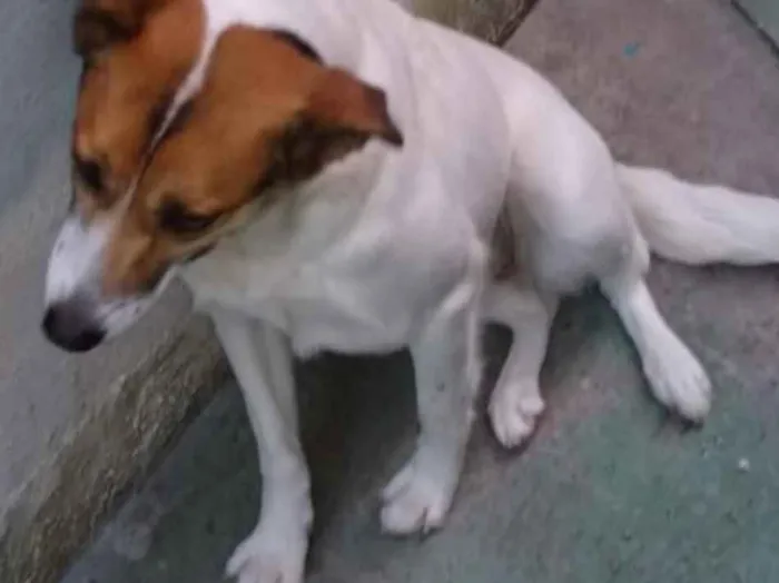 Cachorro raça  idade 2 anos nome Panda