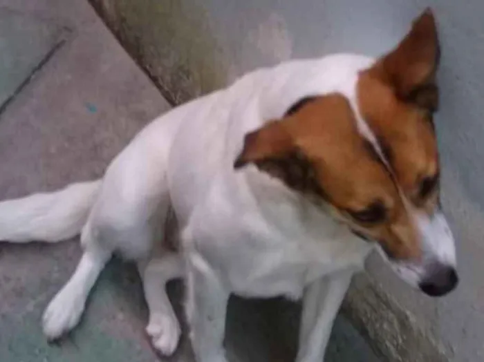 Cachorro raça  idade 2 anos nome Panda