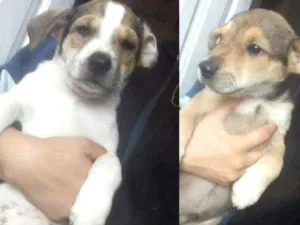 Cachorro raça Vira lata com pitbull  idade 2 a 6 meses nome Não tem nome