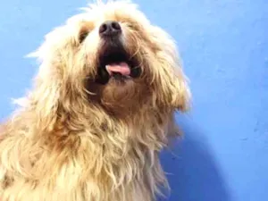 Cachorro raça Indefinida idade 6 ou mais anos nome Théo 