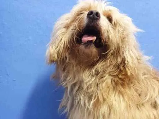 Cachorro ra a Indefinida idade 6 ou mais anos nome Théo 