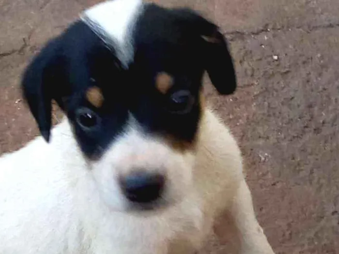 Cachorro ra a Vira lata idade Abaixo de 2 meses nome Rex