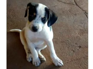 Cachorro raça  idade Abaixo de 2 meses nome Não coloquei nome