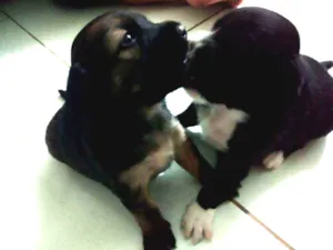 Cachorro raça SRD idade 2 a 6 meses nome A definir